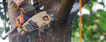 Best Soil Testing and Treatment  in Norwich, NY