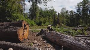 Best Arborist Consultation Services  in Norwich, NY