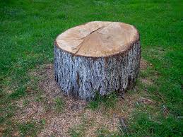 Best Root Management and Removal  in Norwich, NY
