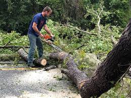 Best Hazardous Tree Removal  in Norwich, NY