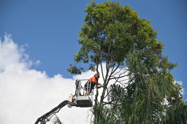 Best Tree Maintenance Programs  in Norwich, NY