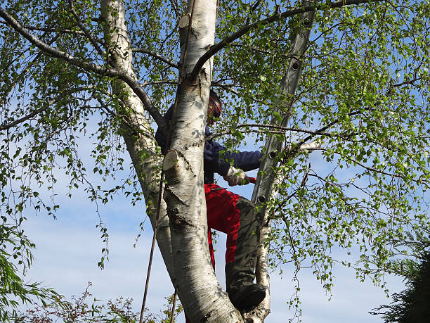 How Our Tree Care Process Works  in  Norwich, NY