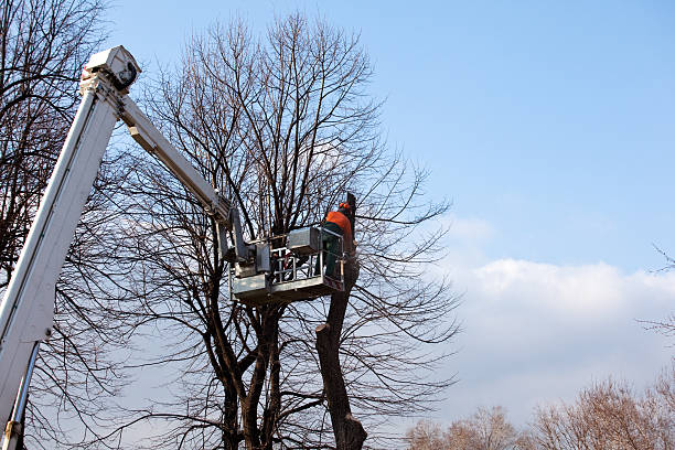  Norwich, NY Tree Care Pros