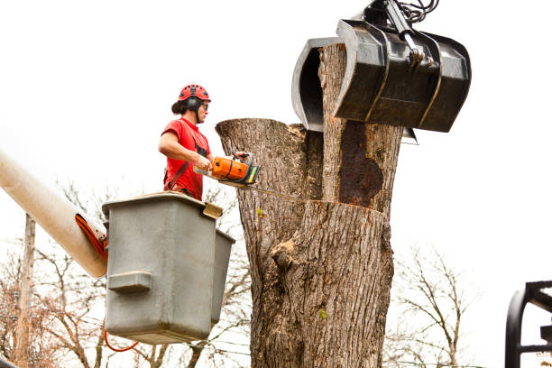 Best Firewood Processing and Delivery  in Norwich, NY