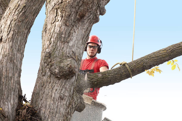 Professional Tree Care in Norwich, NY